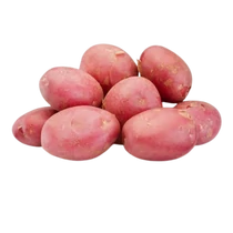 Burgonya új