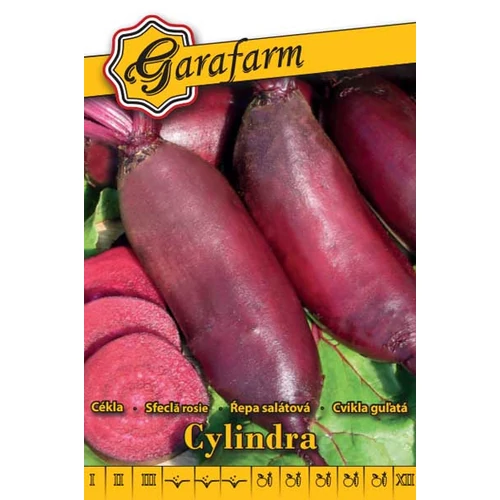 GF fehér Cékla Cylindra