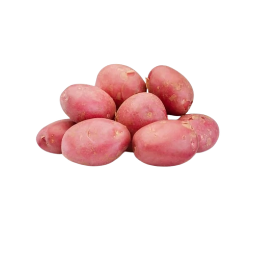 Burgonya új